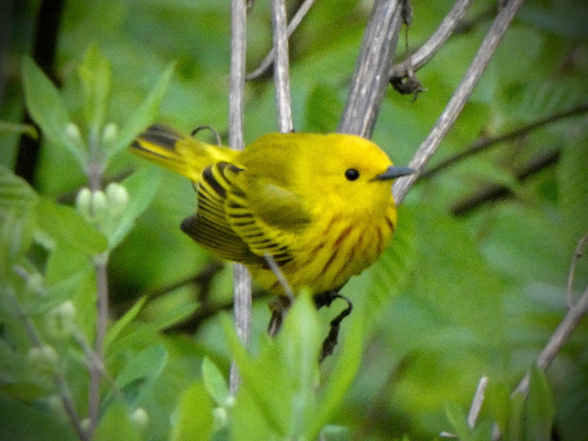 Yellow Warbler - ML618489028