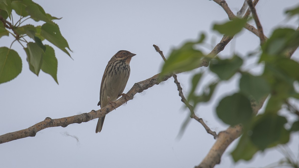 Little Bunting - Mengshuai Ge