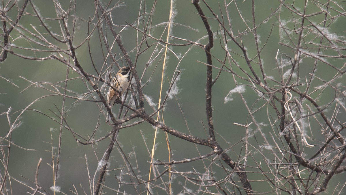 Pallas's Bunting - ML618489038