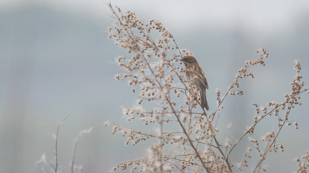 Pallas's Bunting - ML618489039