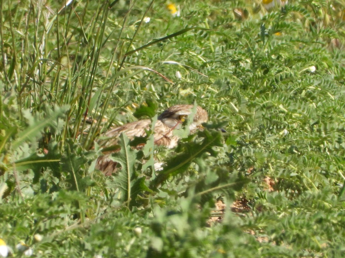 Eurasian Thick-knee - Luis Miguel Pérez Peinado