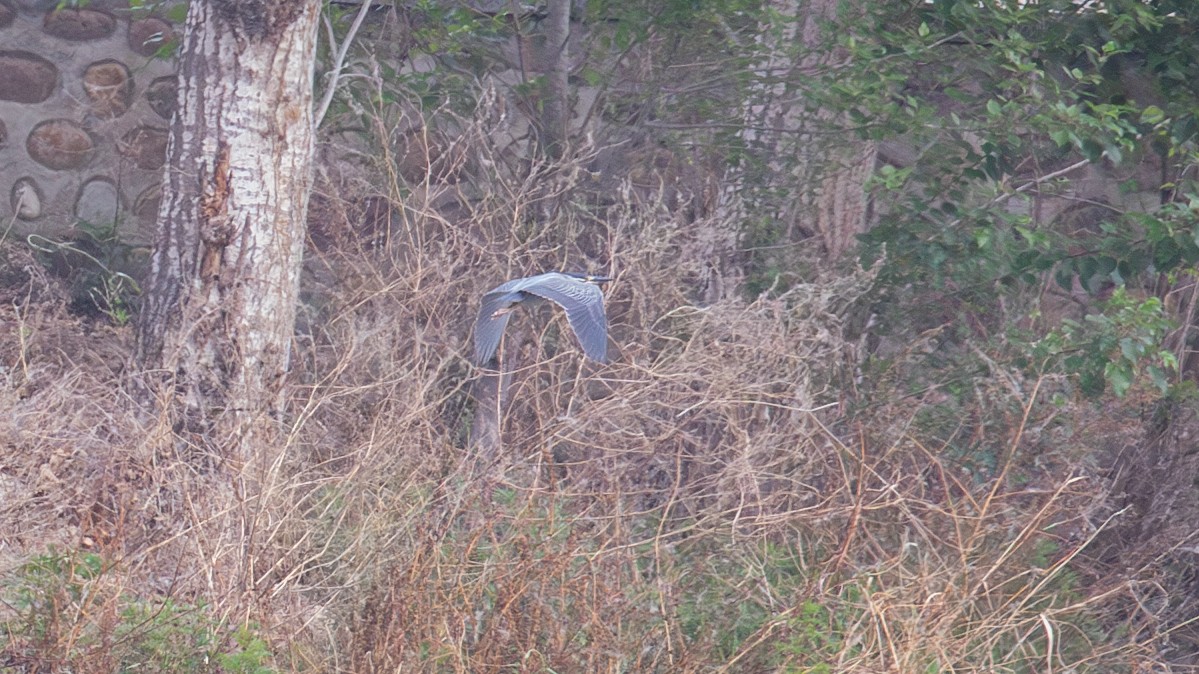 Striated Heron (Old World) - Mengshuai Ge