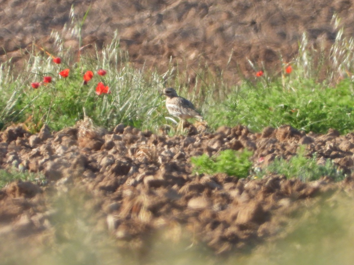 Eurasian Thick-knee - Luis Miguel Pérez Peinado