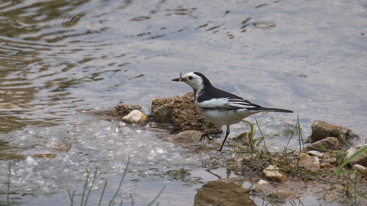 White Wagtail (Chinese) - Mengshuai Ge