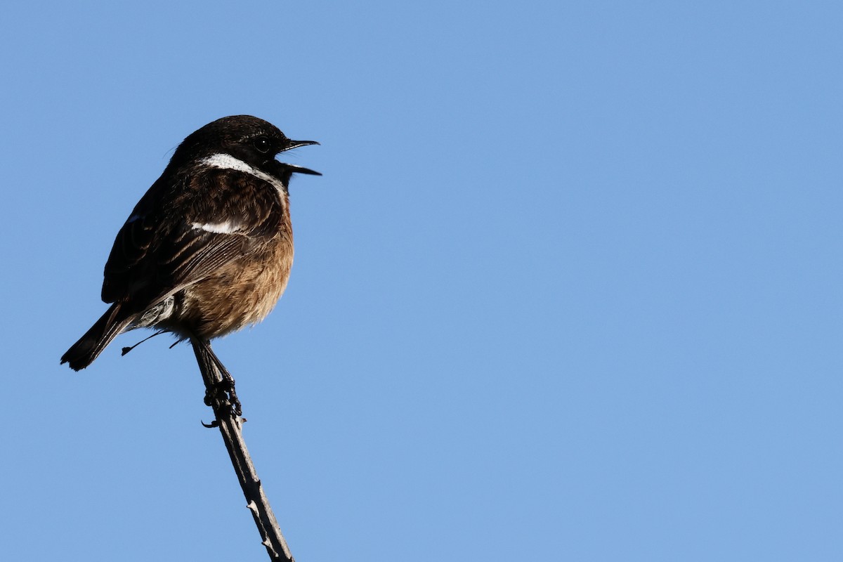 European Stonechat - ML618489120