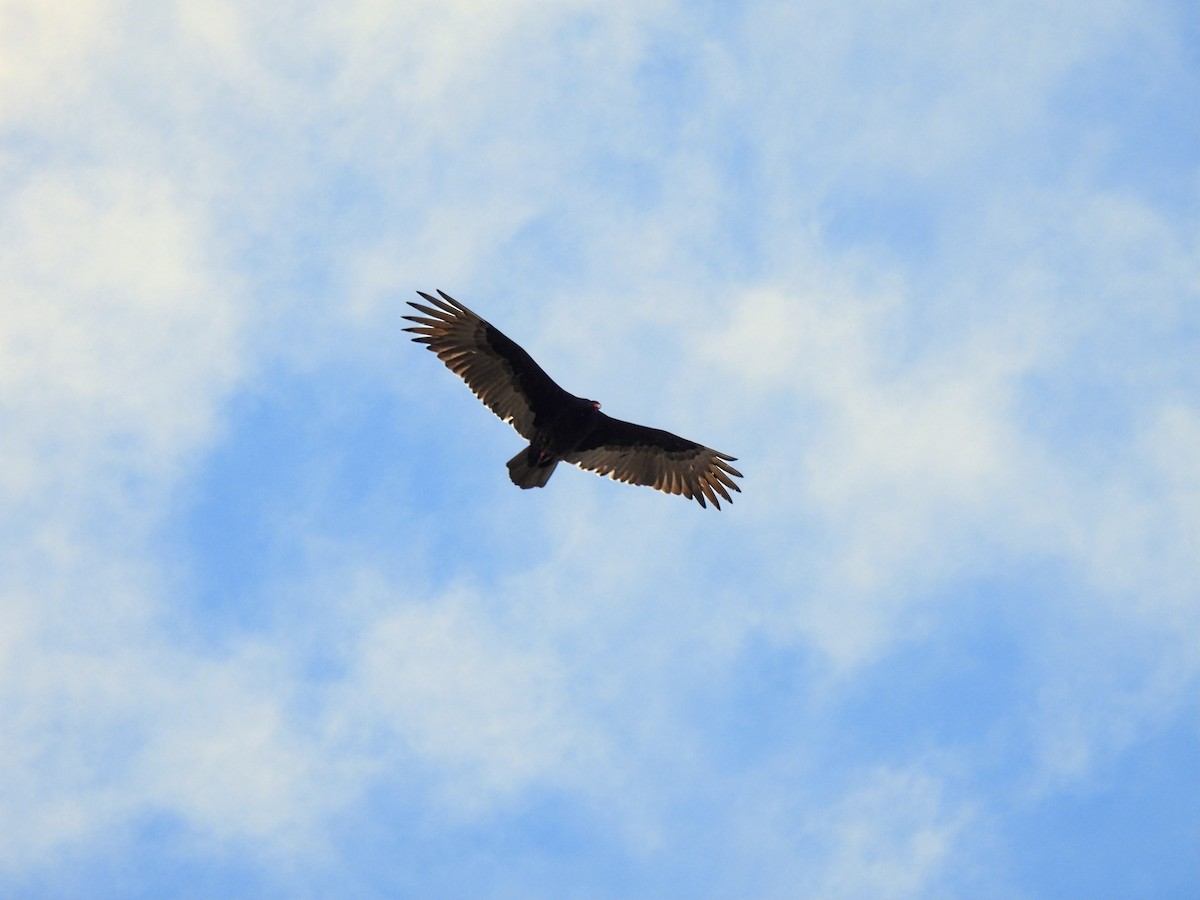 Turkey Vulture - ML618489126