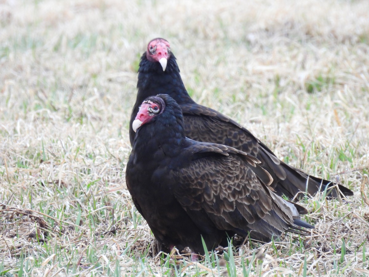 Turkey Vulture - ML618489127