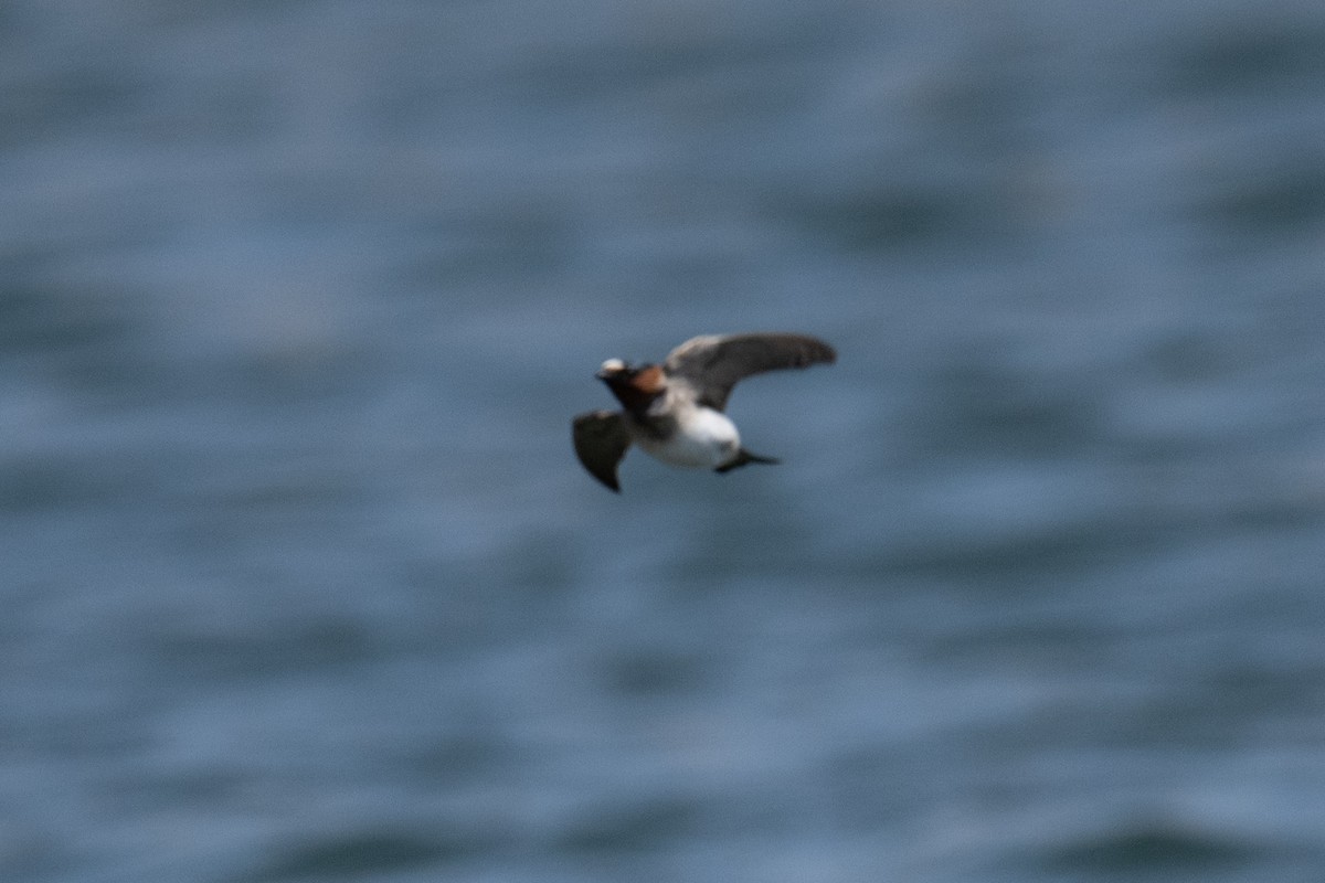 Cliff Swallow - ML618489158