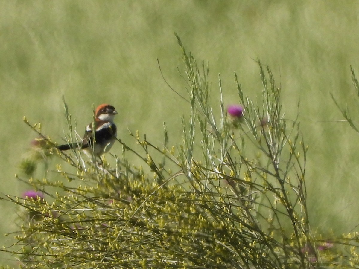 Woodchat Shrike - ML618489159