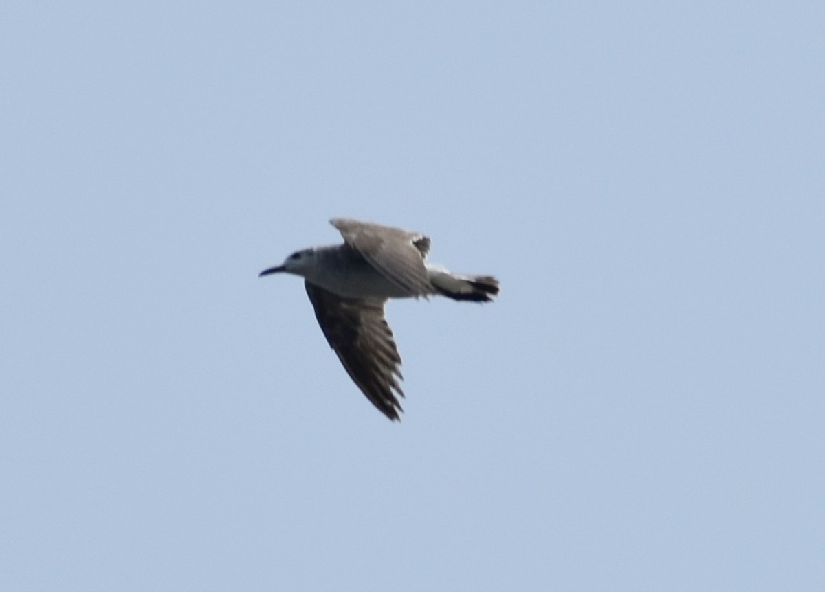 Laughing Gull - ML618489163