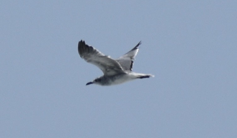 Laughing Gull - ML618489168