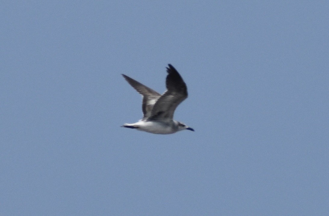 Laughing Gull - ML618489170