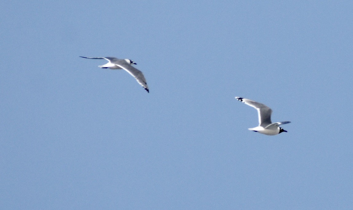 Franklin's Gull - ML618489188