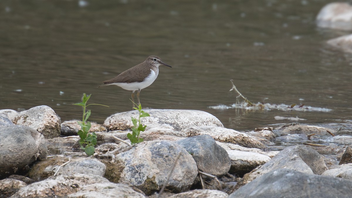 Common Sandpiper - Mengshuai Ge