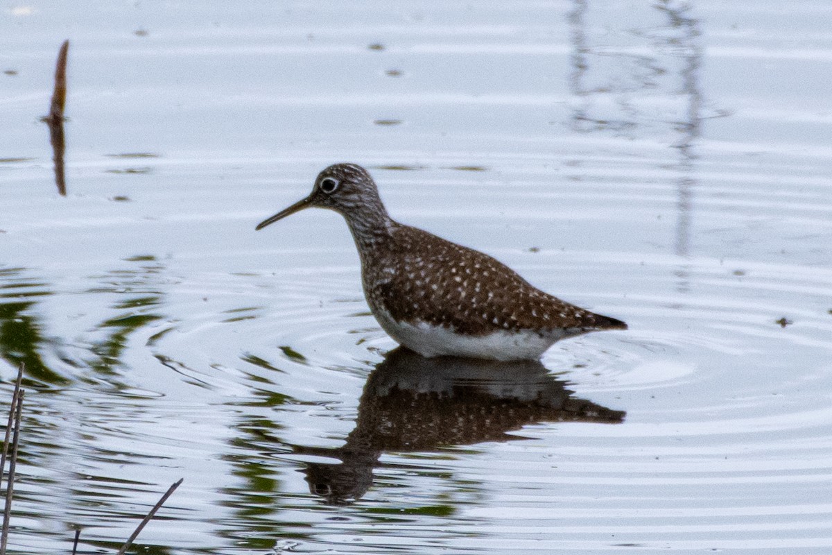 Solitary Sandpiper - Levi Ashe