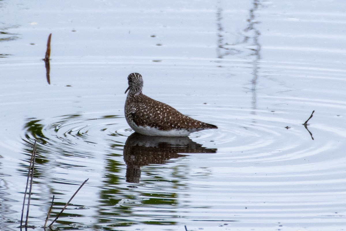 Solitary Sandpiper - ML618489199