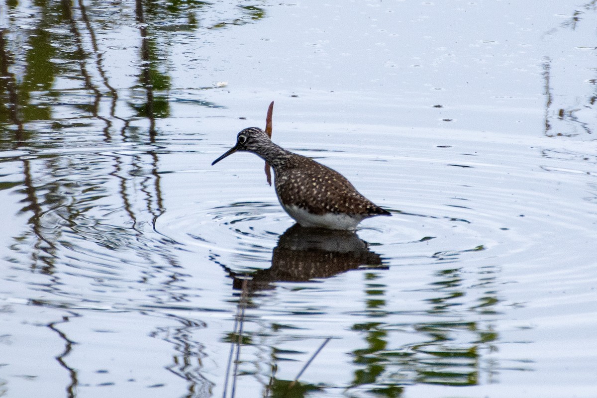 Solitary Sandpiper - ML618489200