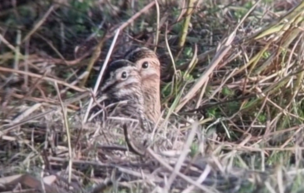 Wilson's Snipe - ML618489224