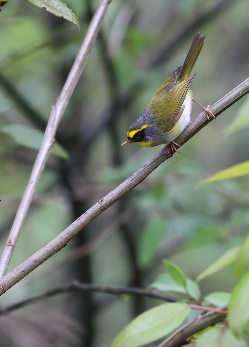 Black-faced Warbler - ML618489252