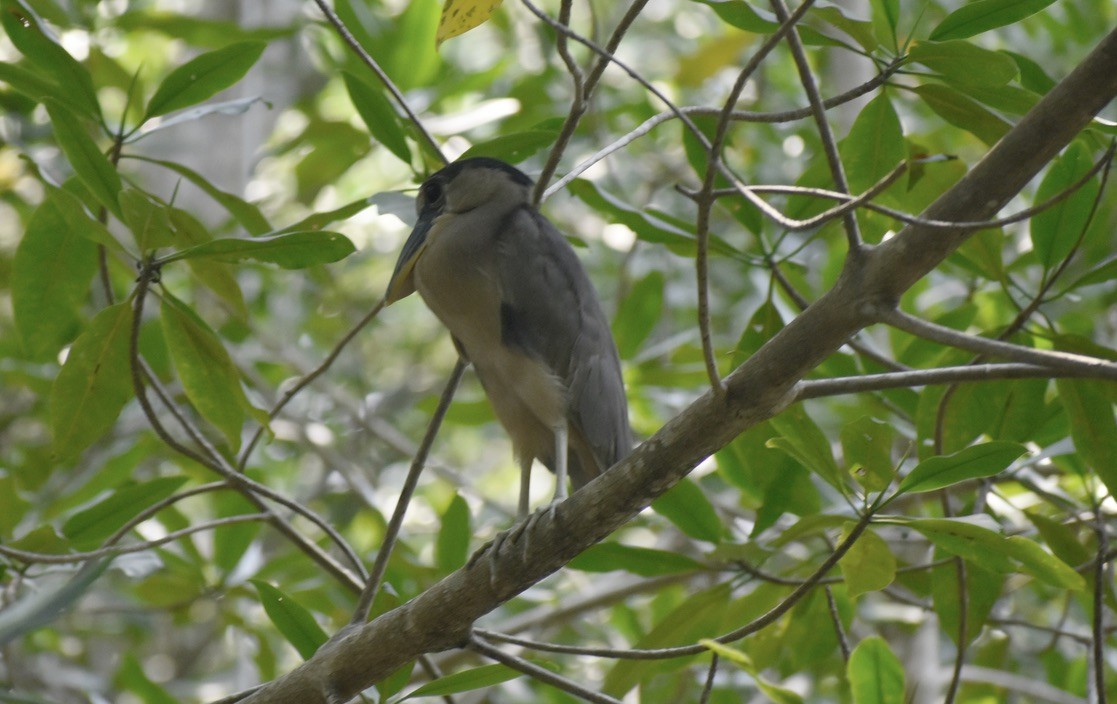 Boat-billed Heron - Carlos G Vasquez C