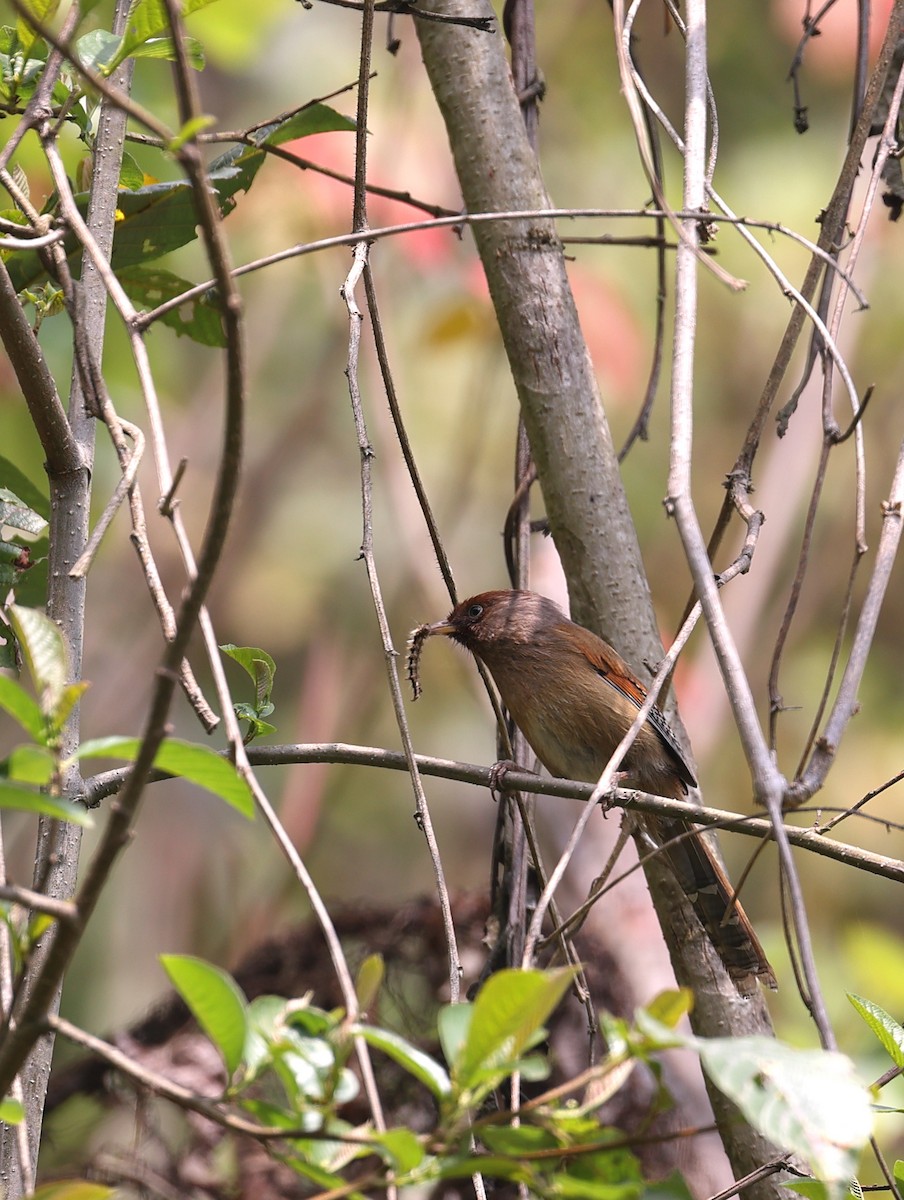 Rusty-fronted Barwing - ML618489279