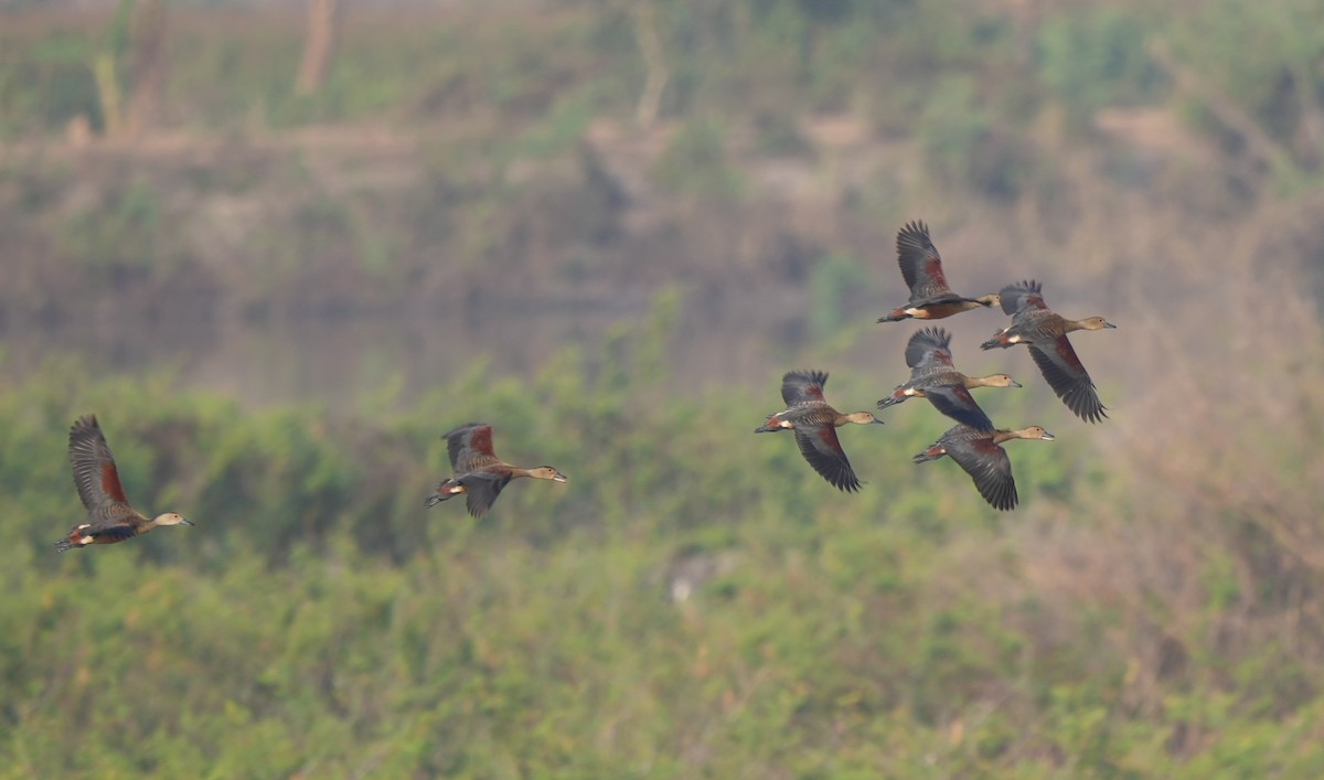 Lesser Whistling-Duck - ML618489318