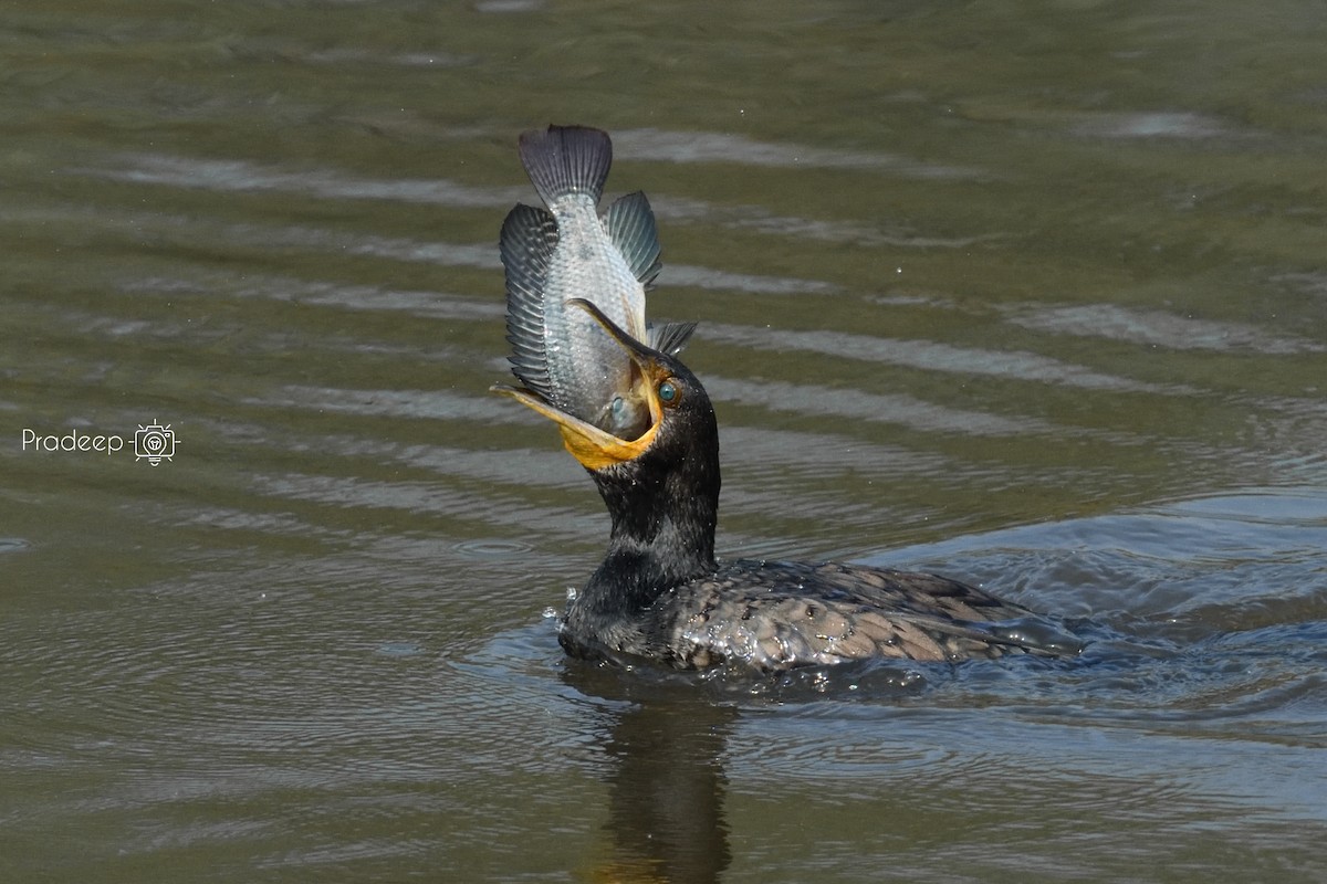 Indian Cormorant - Pradeep Choudhary