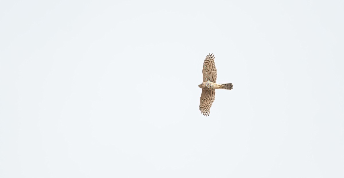 Eurasian Sparrowhawk - ML618489324