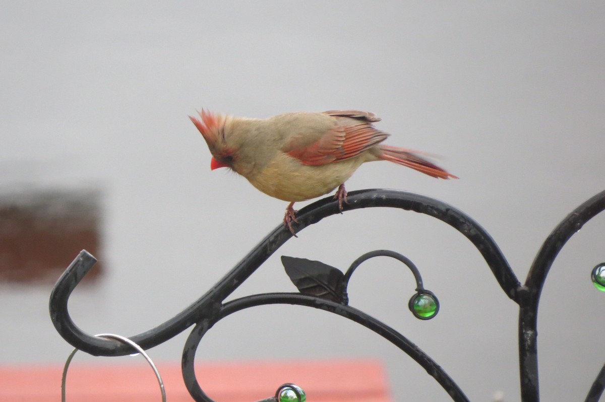 Northern Cardinal - ML618489334