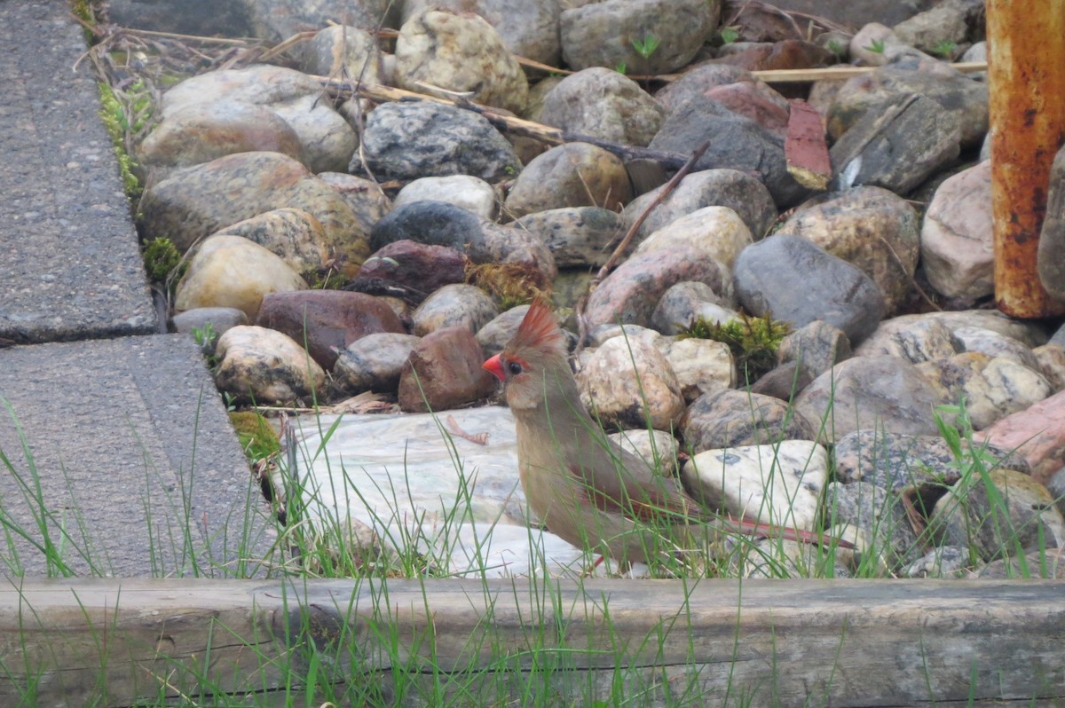 Northern Cardinal - ML618489335