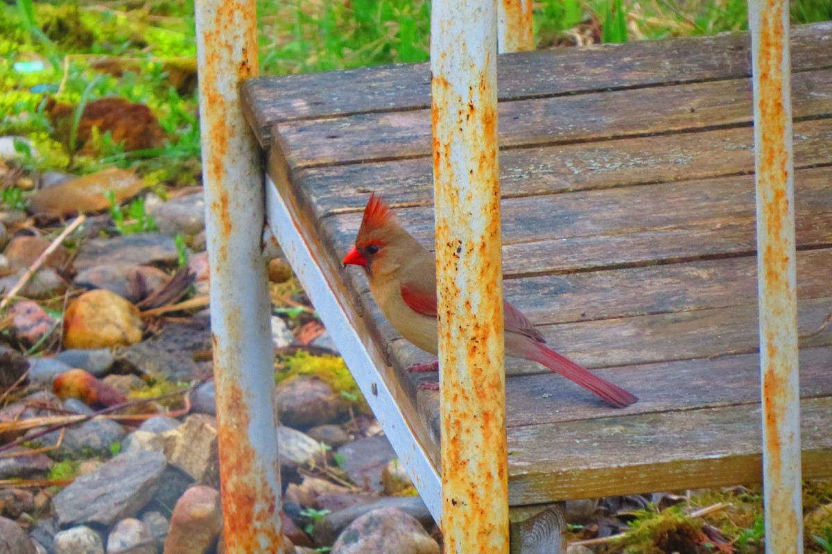 Northern Cardinal - ML618489336