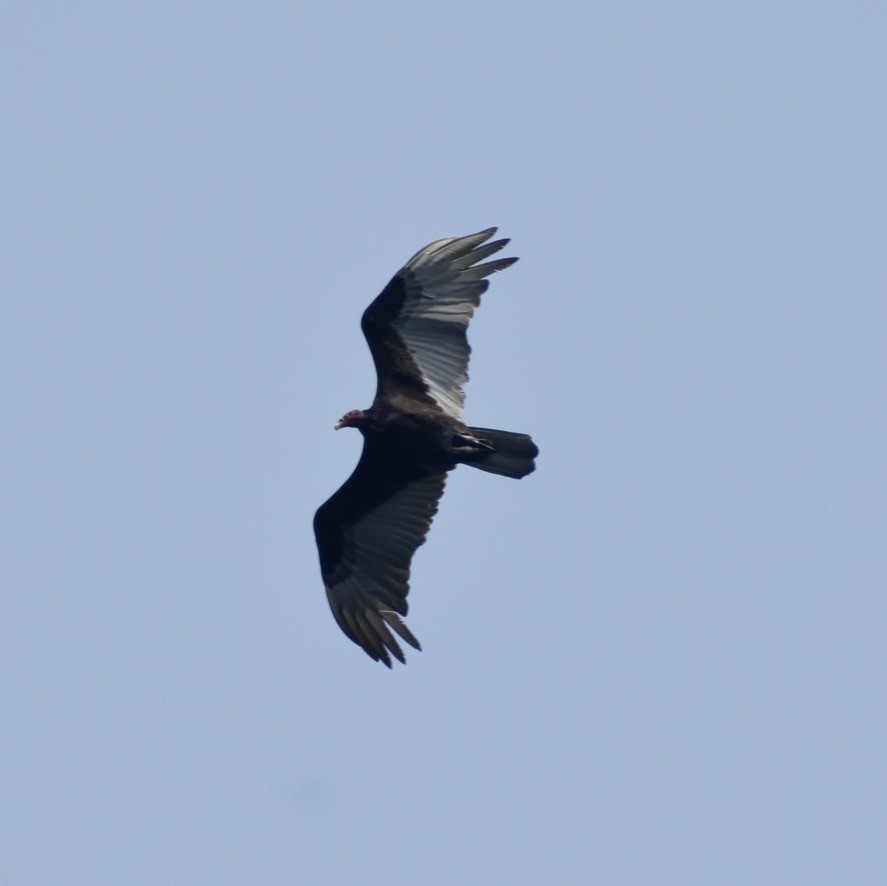 Turkey Vulture - ML618489338