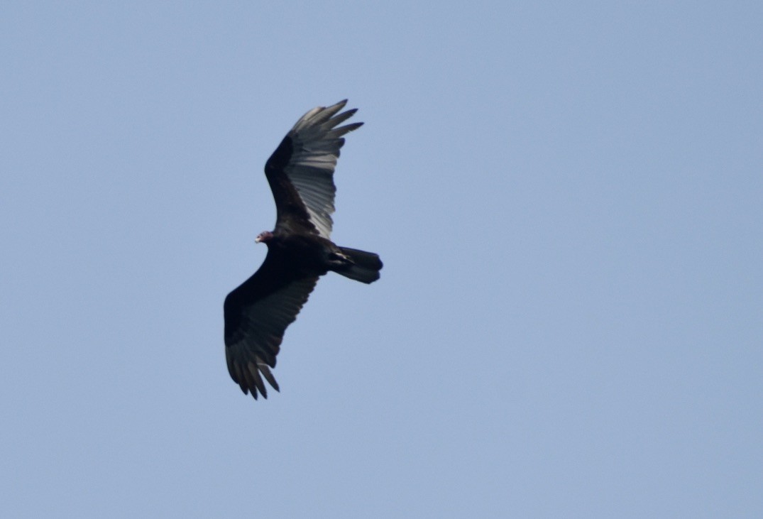 Turkey Vulture - ML618489339