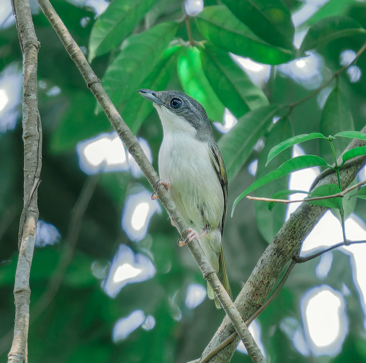 Vireo Alcaudón Cejiblanco (annamensis) - ML618489349