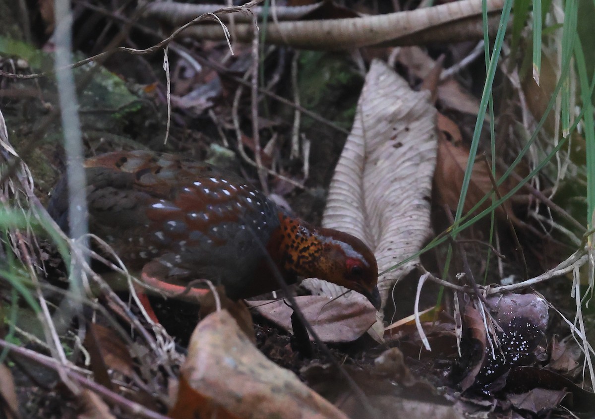 Chestnut-breasted Partridge - Subhojit Chakladar