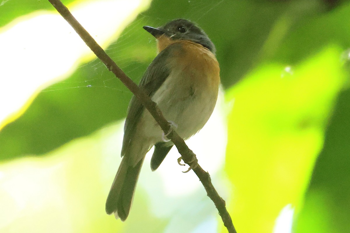 Indochinese Blue Flycatcher - ML618489361