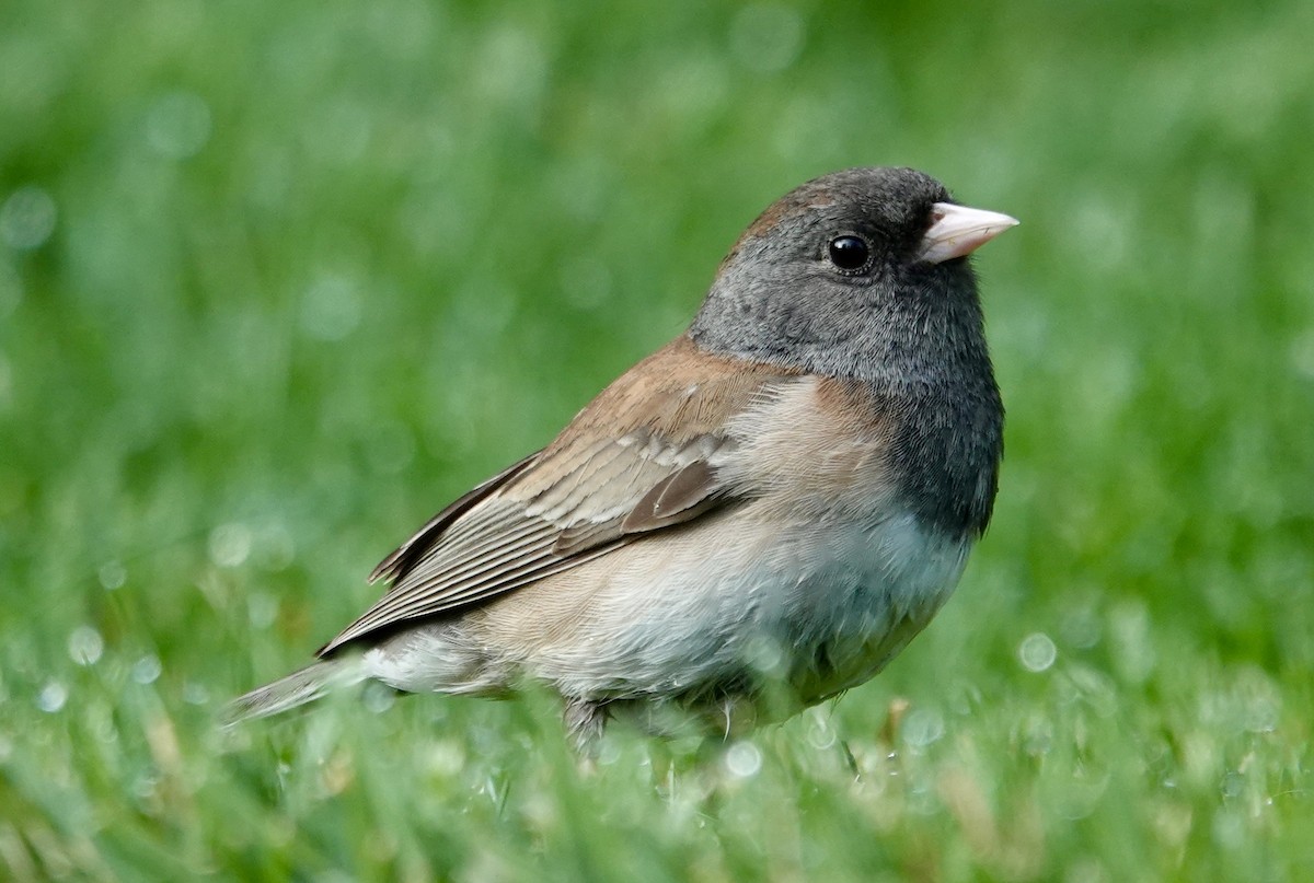 Dark-eyed Junco - Jolene Cortright