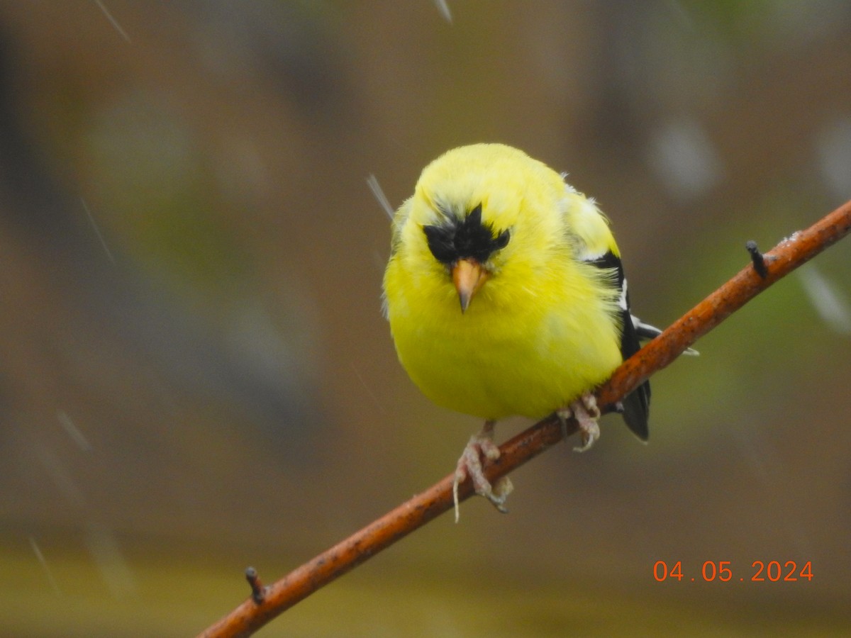 American Goldfinch - dave haupt