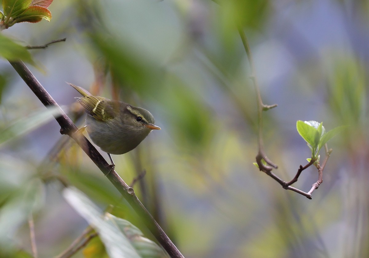 Blyth's Leaf Warbler - ML618489386