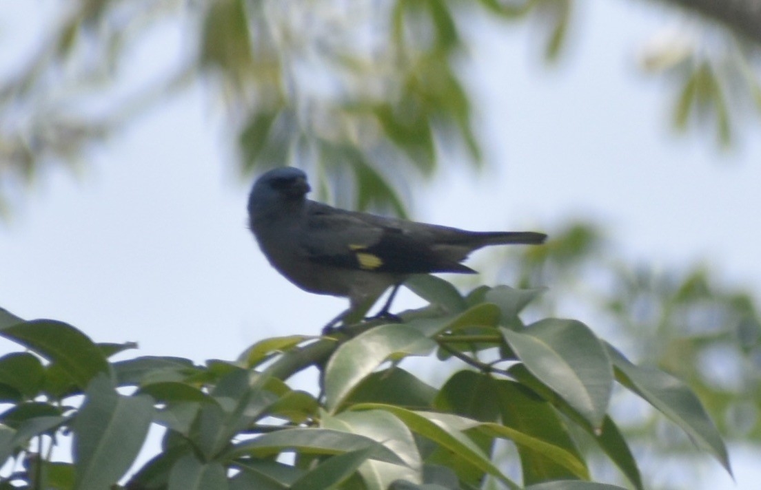 Yellow-winged Tanager - ML618489399
