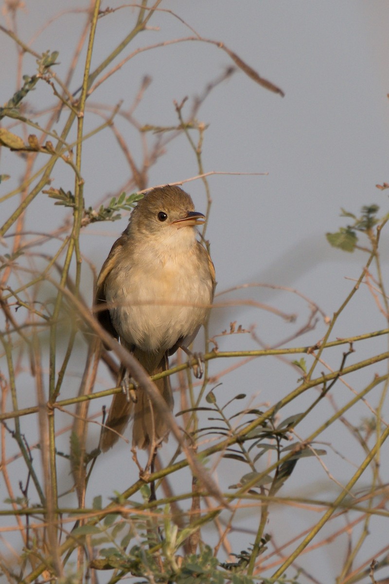 Thick-billed Warbler - S Kanchan