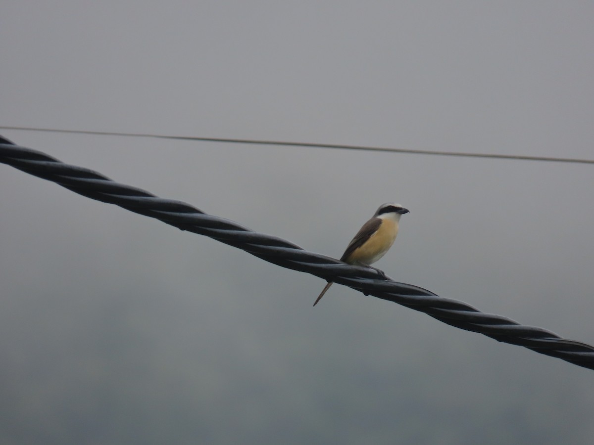 Brown Shrike (Philippine) - ML618489413