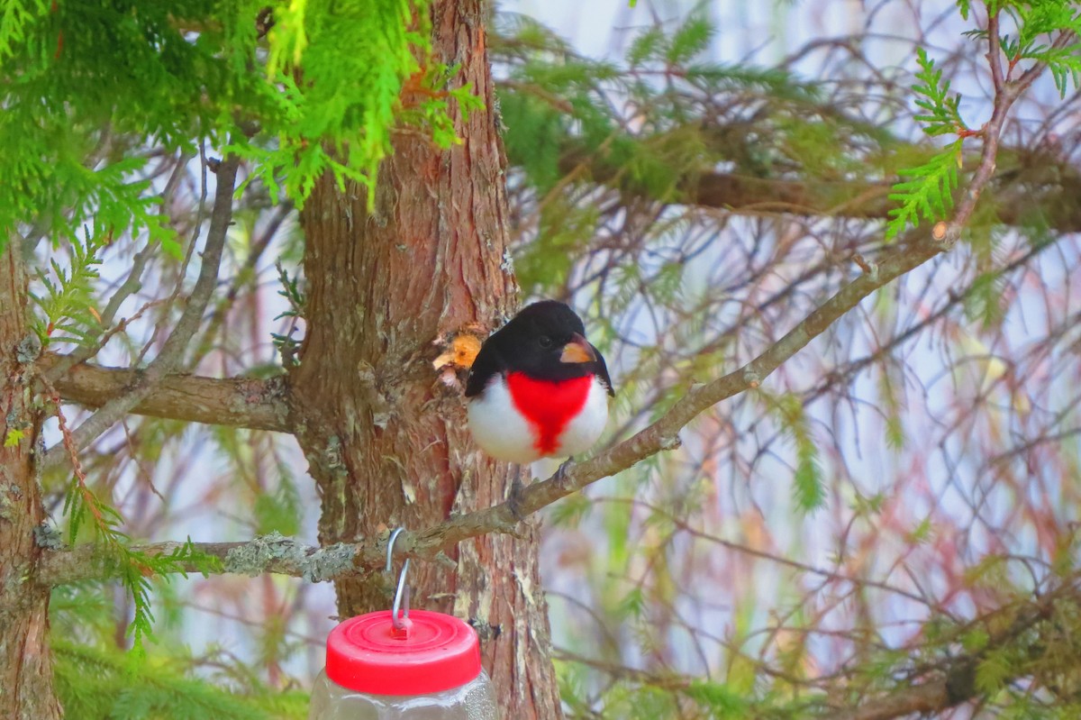 Rose-breasted Grosbeak - ML618489416
