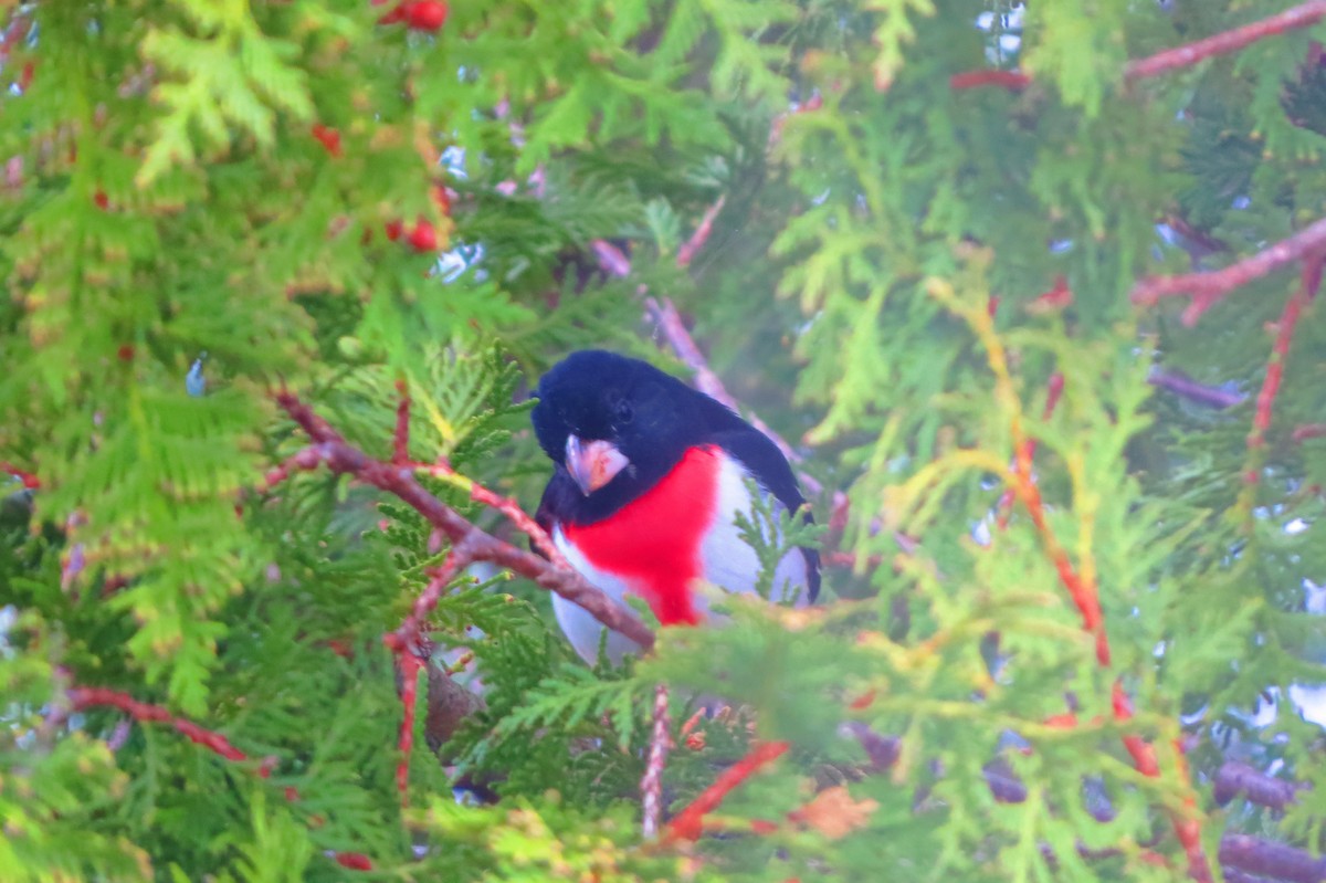 Rose-breasted Grosbeak - ML618489417