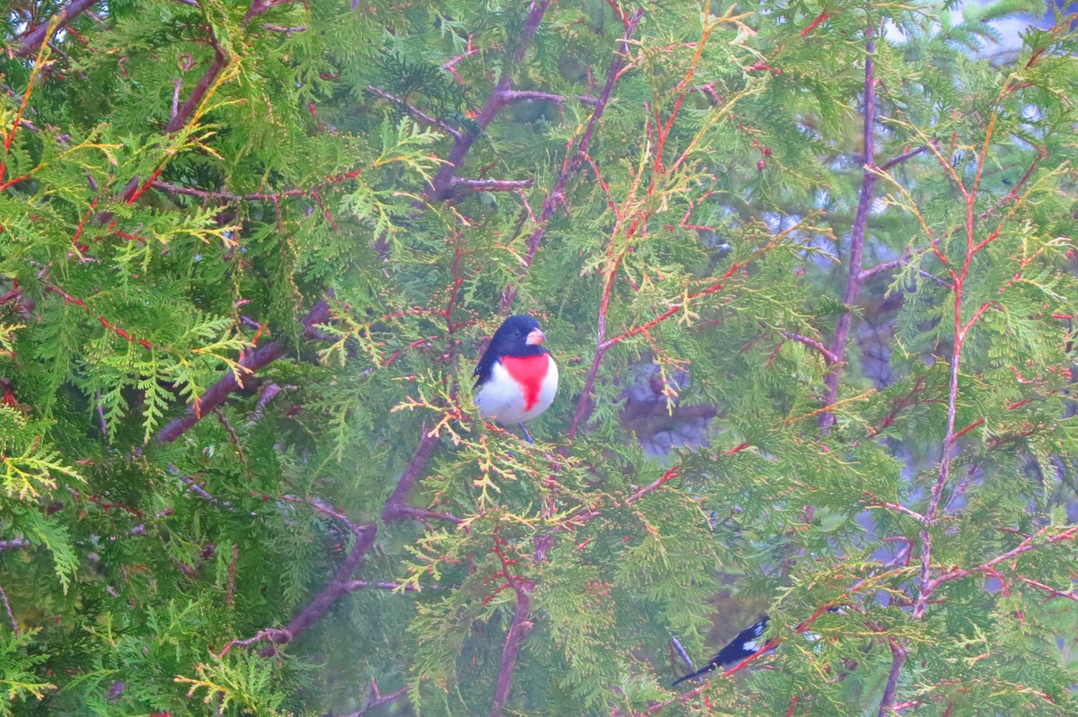 Rose-breasted Grosbeak - ML618489420
