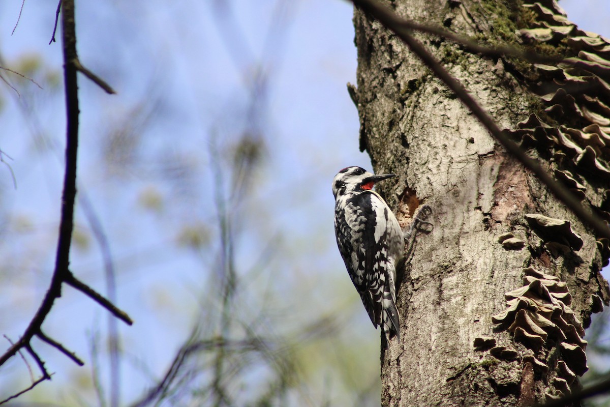 Yellow-bellied Sapsucker - Simon Pinilla