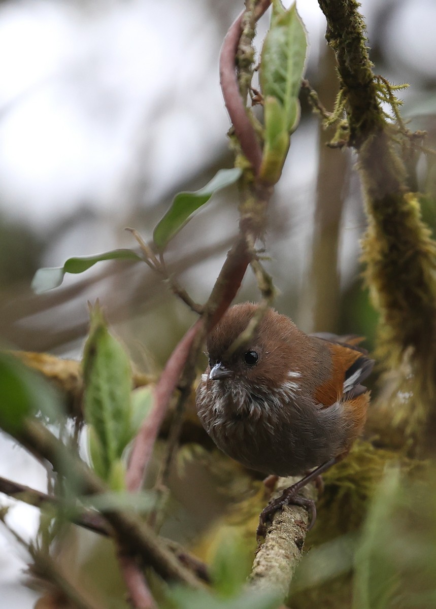 Brown-throated Fulvetta - ML618489428
