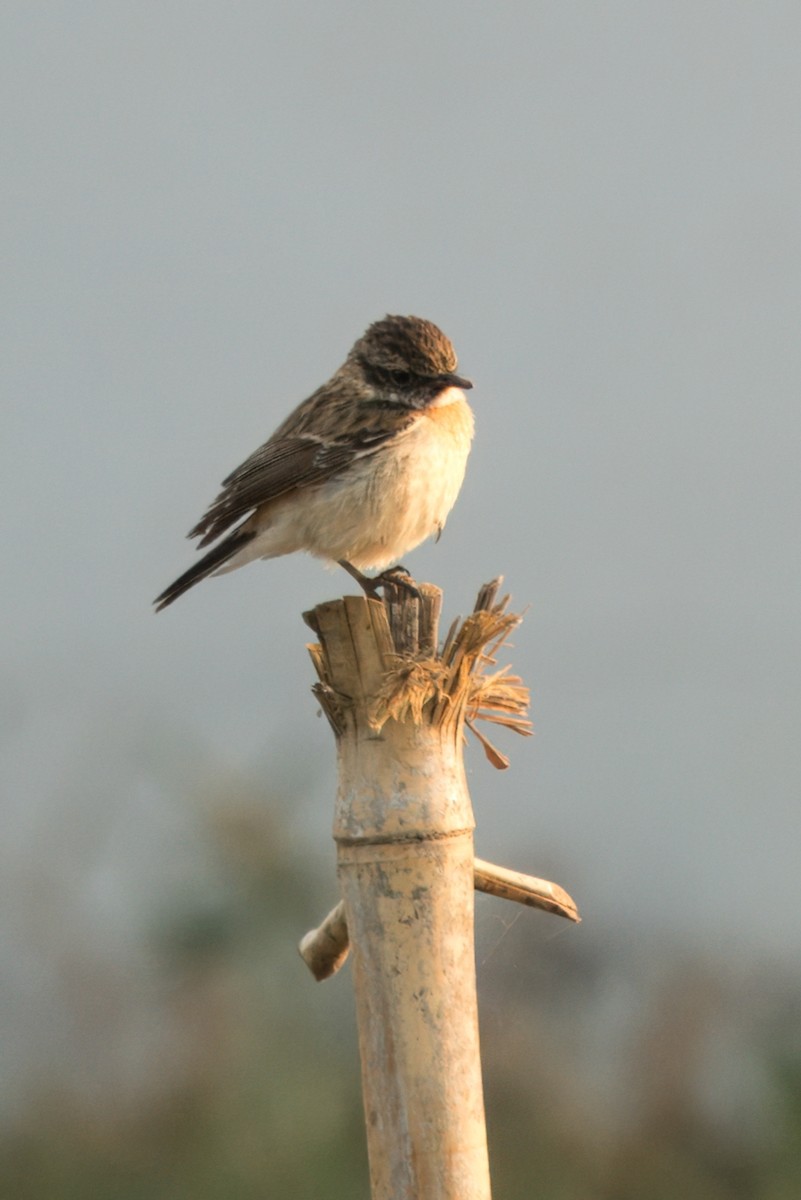 Amur Stonechat - ML618489433