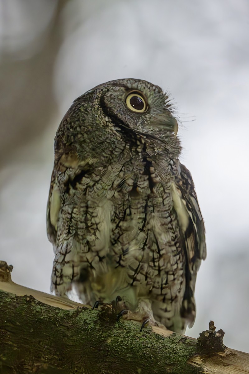 Eastern Screech-Owl - Marcus Kelly