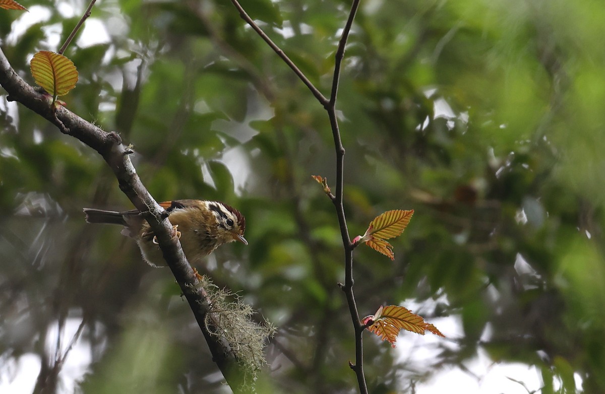 Rufous-winged Fulvetta - ML618489444